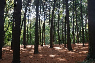 Greener Horizons: NYC’s First-Ever Urban Forest Plan Takes Root!