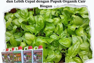 Meningkatkan Produksi Kemangi yang Lebih Hijau dan Lebih Cepat dengan Pupuk Organik Cair Biogan