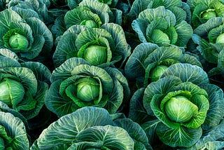 Capitalist Cabbages