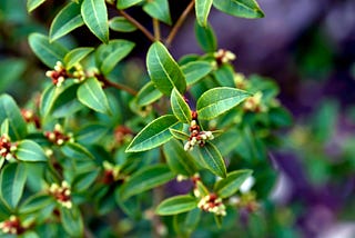 The Osmanthus Burkwoodii Can Be Propagated by Seed or Cuttings