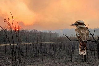 The Human Crisis Is Earth’s Crisis, image of an Australian Kookuburra observing a burnt landscape, article by Greg Twemlow