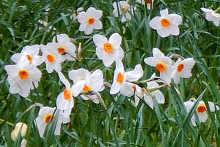 Narcissus flowers