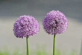 Two small, lilac alium flowers.