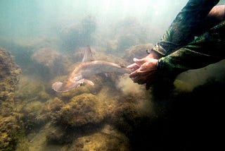 Hammerhead Shark Nursery Discovered in Galapagos