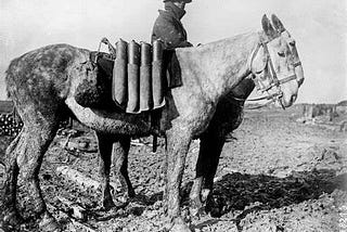 Animals in War and Conflict: Heroines of Battle front