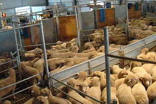 Evo Livestock Memungkinkan Industri Sektor Peternakan Memanfaatkan Digitalisasi
