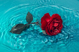 Red rose laying in a shallow tub of blue water. Water ripples are around the rose