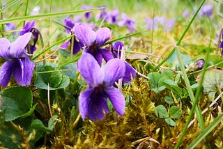 Violets