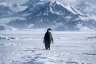 A solitary penguin walking across a vast snowy landscape toward distant mountains,
