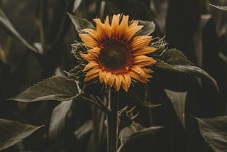 I don’t want to be a rose anymore