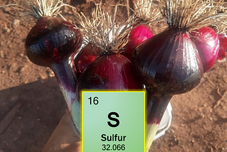 Sulphur: the resilience factor