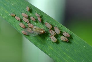 Aphids gathered on a plant leaf