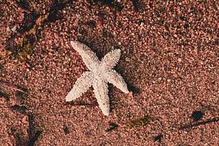 10 Kinds of Starfish Opportunism