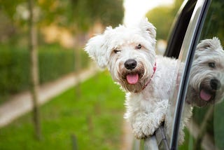 9 Best Remedies for Dog Travel Sickness: How to Keep Your Pooch Feeling Better on the Road