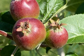 Young apples turning red on a tree