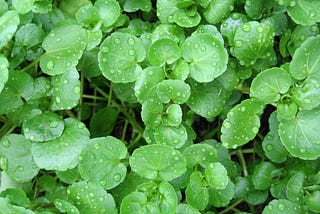 Kale is dead. Long live watercress
