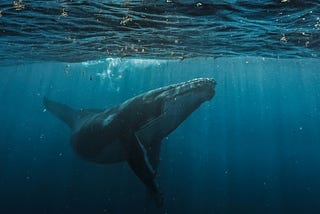A big fat heavy whale.