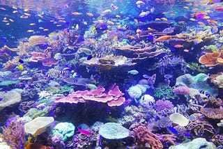 Let’s Thank Coral Reefs