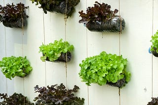 How to Start a Vertical Garden in Small Spaces