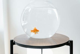 I’m Your Kid’s Pet Fish And Frankly I Can’t Believe I’m Still Alive, Either