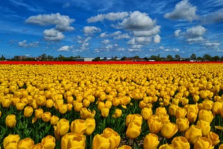 Stunning fields of yellow tulips.