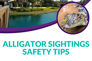 Concerned about an alligator? Alligator sightings safety tips