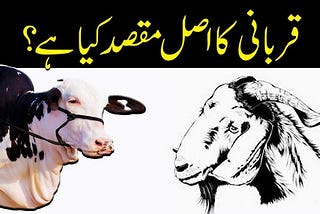 Qurbani Ke Masail