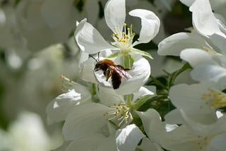 Trees for bees