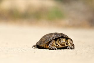 Photo of a turtle by Nick Abrams on Unsplash