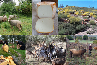 Collaborative agroforestry for fire resistant landscapes in mountainous Western Spain