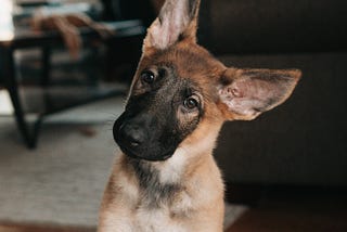 Image of curious dog.