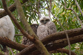 Two powerful owl chicks and an adult powerful owl resting on branches in a tree.
