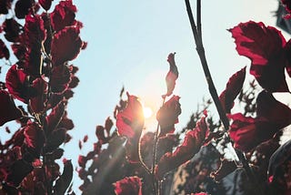 A close-up view of red leaves on tree branches with the sun shining through them. The sunlight creates a glowing effect around the edges of the leaves, highlighting their vibrant color against the bright sky. The background includes more branches and leaves, adding depth to the scene. The overall composition captures the beauty of nature with the interplay of light and color.