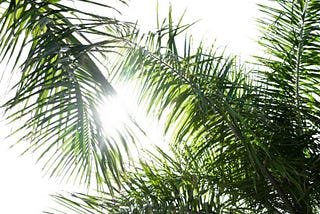 Looking up at a bright white sky through green, feather leaves of a queen palm.