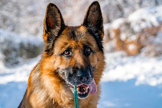 This Feeding Mistake Will DAMAGE your German Shepherds Health!