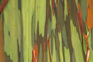 Close up of tree trunk with strips of bark in grey, green and orange.