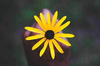 a hand holding a yellow flower