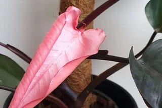 Pink Princess Philodendron: Explore Essential Maintenance Guides