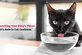 Quenching Your Kitty’s Thirst H2O’s Role in Cat Coolness