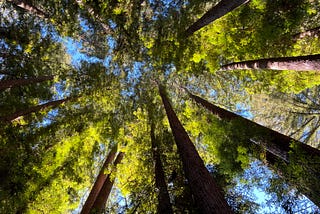 Stones and Flowers Retreat a photo of California Redwoods by Jonathan VanAntwerpen January 2024