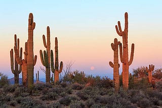Cactuses Reflecting Human Life