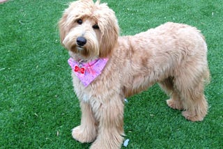 Are Labradoodle hypoallergenic Dog