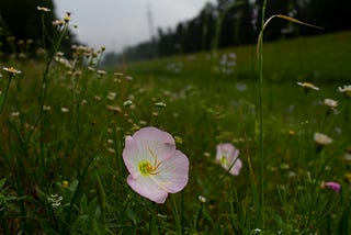 How Should We Celebrate The Summer Solstice?