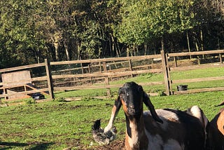 A Farm in London ~ Blog