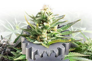 Las 10 Ventajas De Las Semillas De Cannabis Autoflorecientes