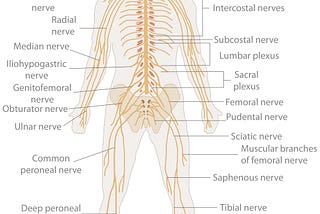 Pathology: Part II (Could PEM be a symptom of neural strain?)