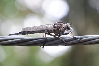 Insect Photo Gallery - January 2024 Edition