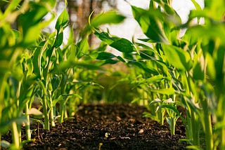 Fine Chemicals Used in Agriculture