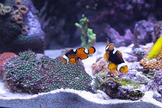 Is your aquarium low on oxygen? Here’s what you should know