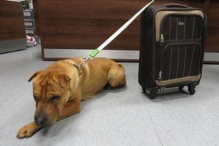 Kai the crossbreed Shar-pei finds a new home… after being left abandoned at a train station in